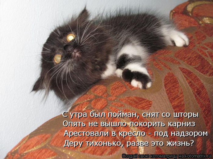 kotomatritsa_j (700x524, 382Kb)