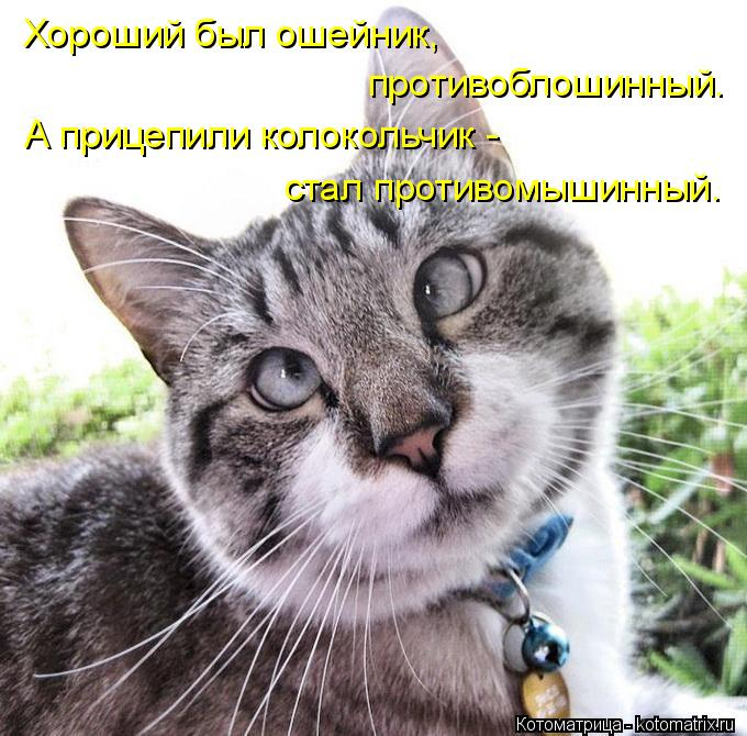 kotomatritsa_L (680x670, 313Kb)