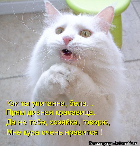 kotomatritsa_Z (575x600, 239Kb)