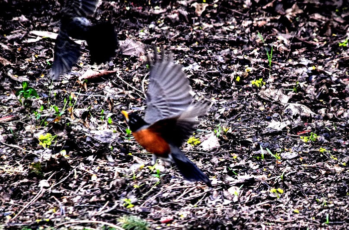 pticy2 (700x462, 532Kb)