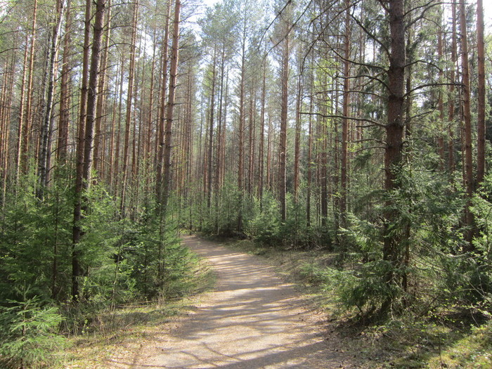 Текст прогулка по майскому лесу. Прогулка по майскому лесу. Прогулка по зеленому майскому лесу. В Москву периода Лесной.