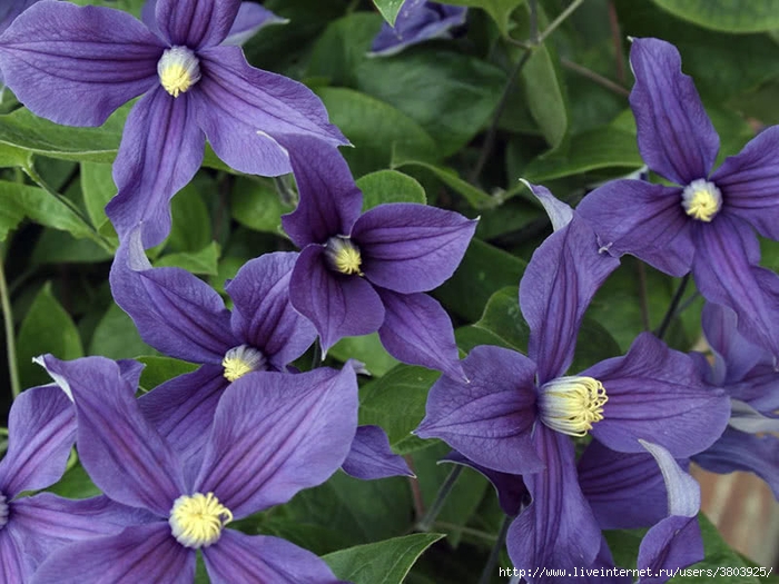 clematis28_tselnolistnyy_durandii (700x525, 283Kb)