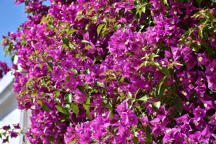 Bougainville-Triple-Flower-Bougainvillea-2442266 (700x466, 585Kb)