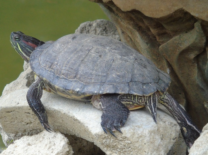 DSC07166 (700x523, 374Kb)