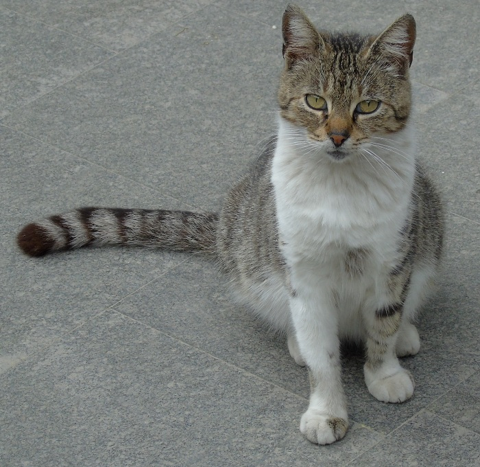 DSC07306 (700x680, 456Kb)