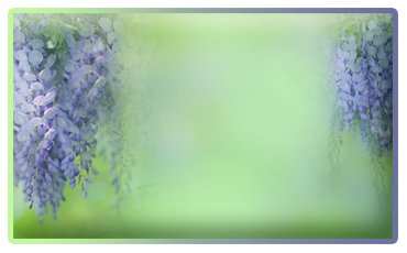 5392353_miniaturash_cvet_gliciniya2 (370x230, 109Kb)
