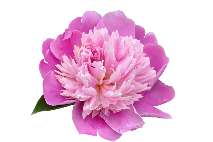 36490-1-peony-transparent-picture (700x466, 266Kb)