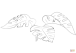  monstera-leaves-coloring-page (700x495, 73Kb)
