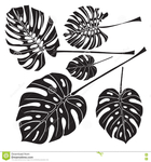  silhouette-tropical-monstera-leaves-black-white-background-vector-illustration-78279217 (654x700, 249Kb)