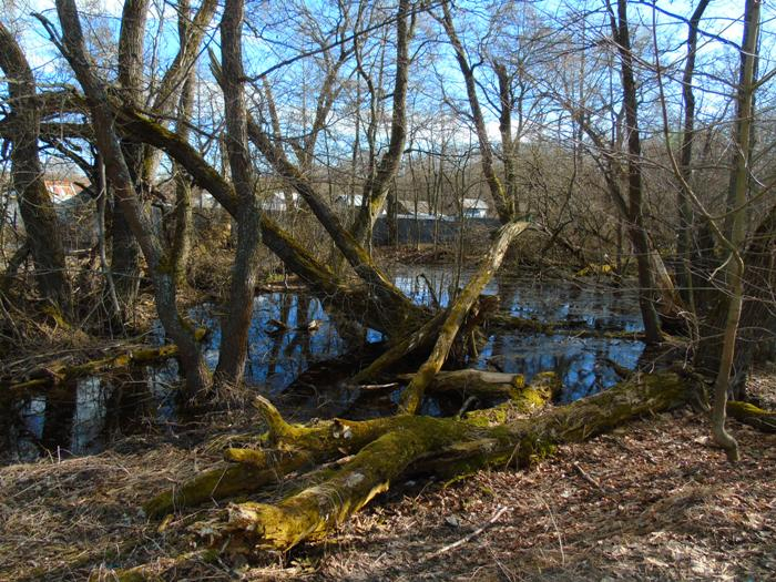 DSC01706 (700x525, 484Kb)