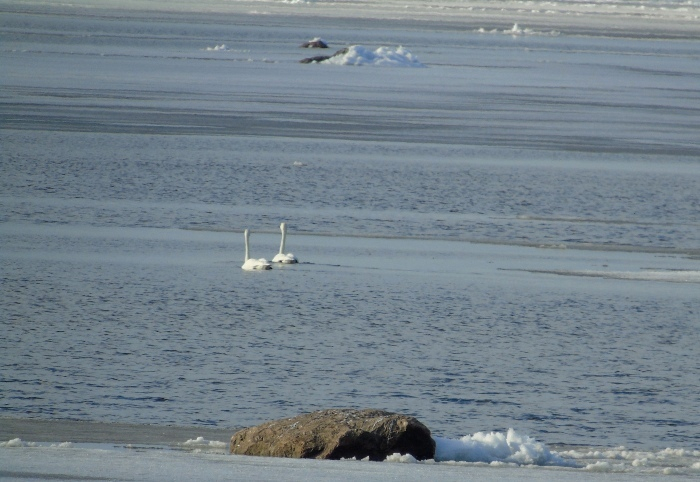 DSC01796 (700x482, 301Kb)