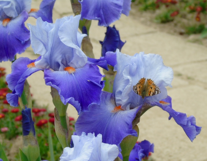 DSC06801 (700x544, 338Kb)