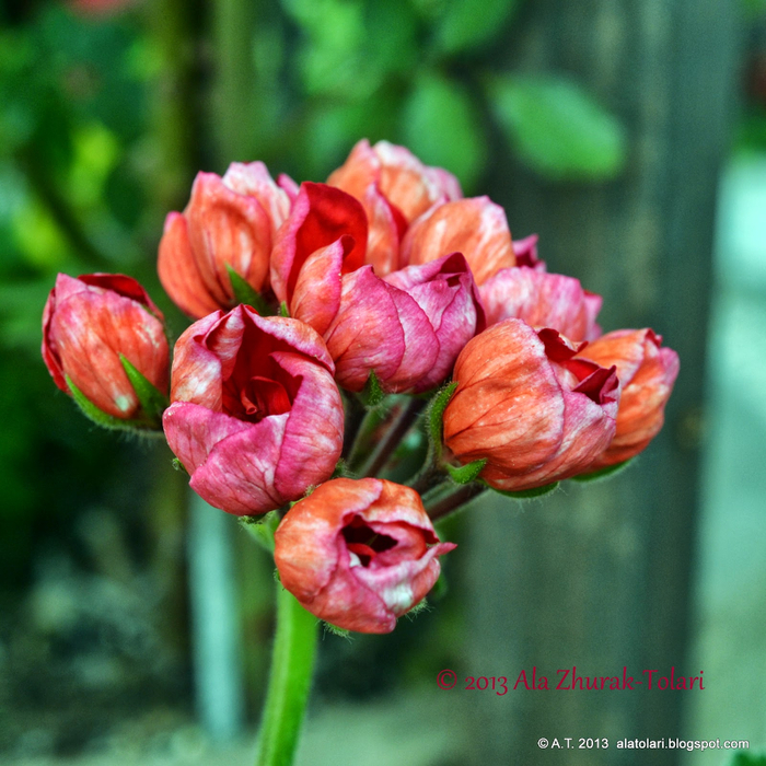 DSC_6027 (700x700, 524Kb)
