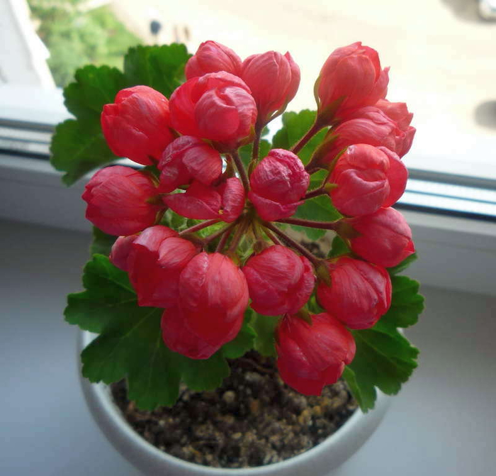 pelargoniya-red-pandora3 (700x671, 355Kb)