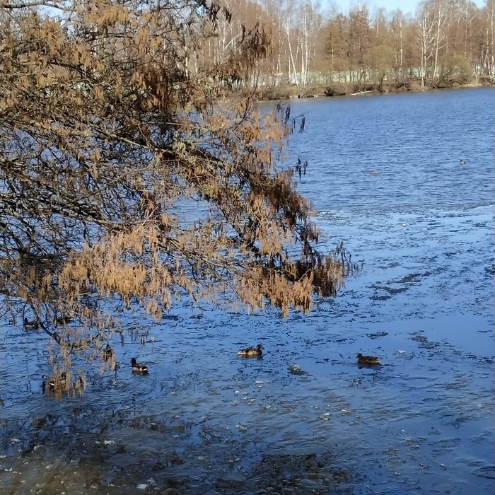 3370484_IMG_20190415_142630 (700x700, 216Kb)