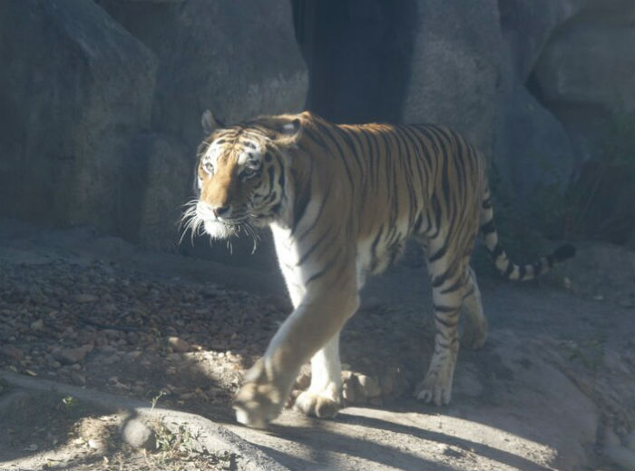 4752699_tigr375k (700x519, 50Kb)