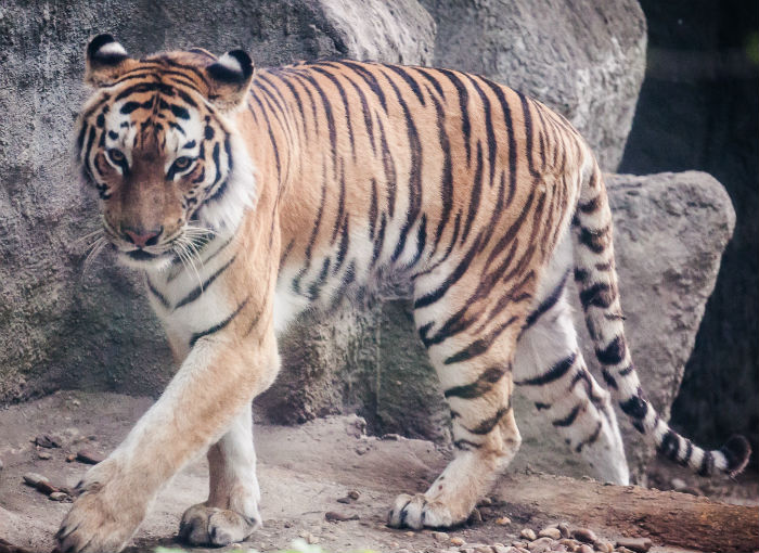 4752699_tigr372k (700x510, 103Kb)