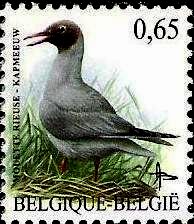 Black-headed-Gull-Larus-ridibundus (194x224, 19Kb)