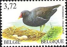 Common-Moorhen-Gallinula-chloropus (218x155, 22Kb)