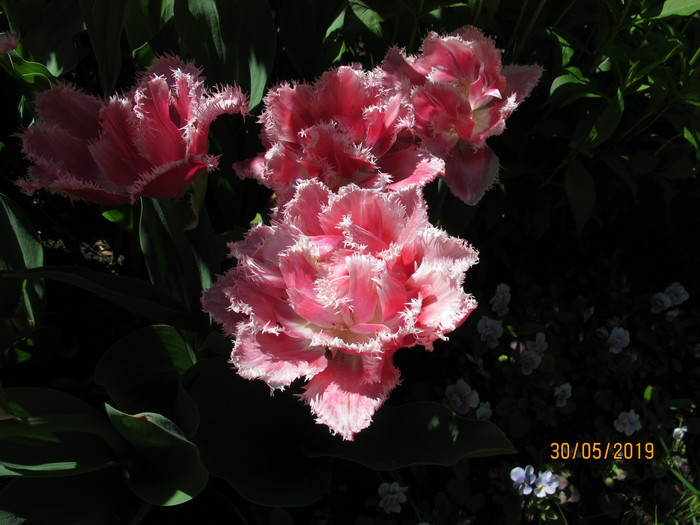 1559253449_IMG_5107 (700x525, 89Kb)