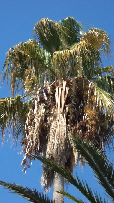 DSC00890 (393x700, 126Kb)