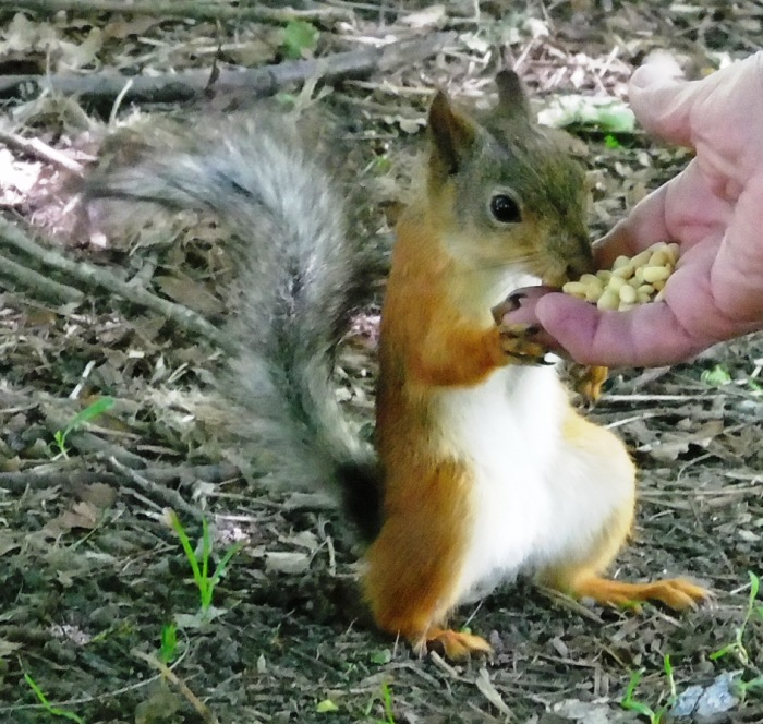 DSC03421 (700x664, 432Kb)