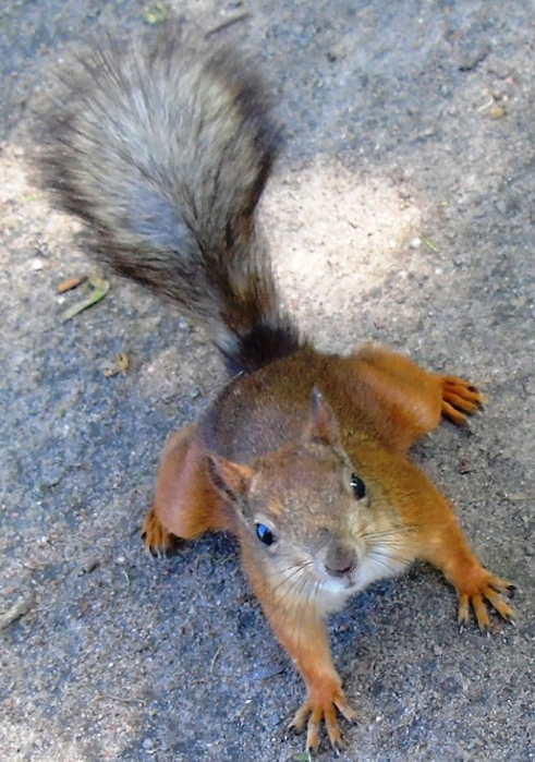 DSC03491 (491x700, 385Kb)