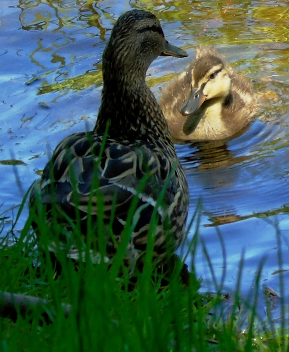 DSC03499 (576x700, 445Kb)