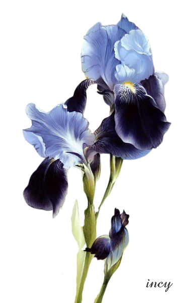 liliom sötét (385x600, 259Kb)