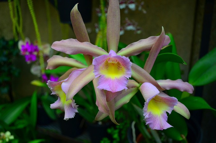 orchid-2691484_1280 (700x463, 69Kb)