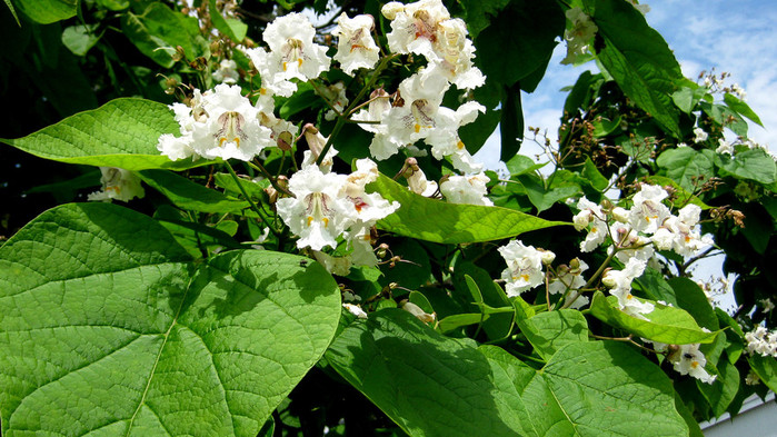 northern-catalpa2 (700x393, 149Kb)