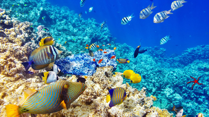underwater-world-coral-reef-748ФОТО452136 (700x393, 200Kb)