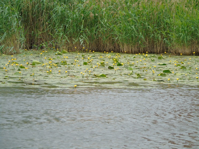 DSC03708 (700x525, 440Kb)