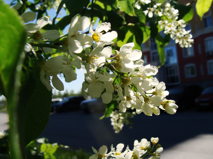 DSC02864 (700x525, 433Kb)