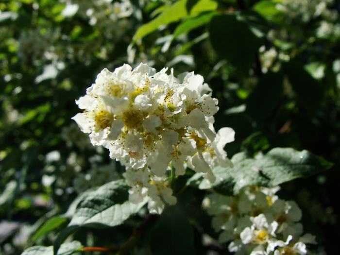 DSC02866 (700x525, 411Kb)