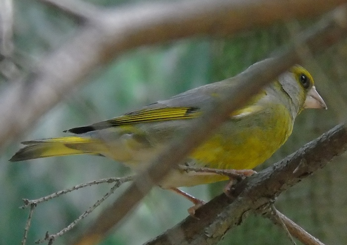DSC03933 (700x495, 280Kb)