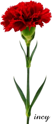 piros szekfü0 (171x408, 66Kb)