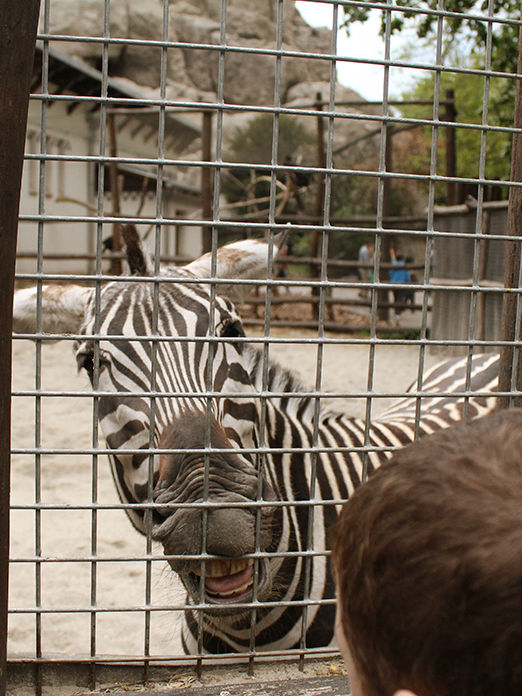 4752699_zebra311k (522x696, 102Kb)
