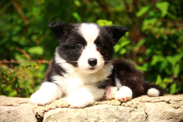 IMG_2986 (700x466, 461Kb)