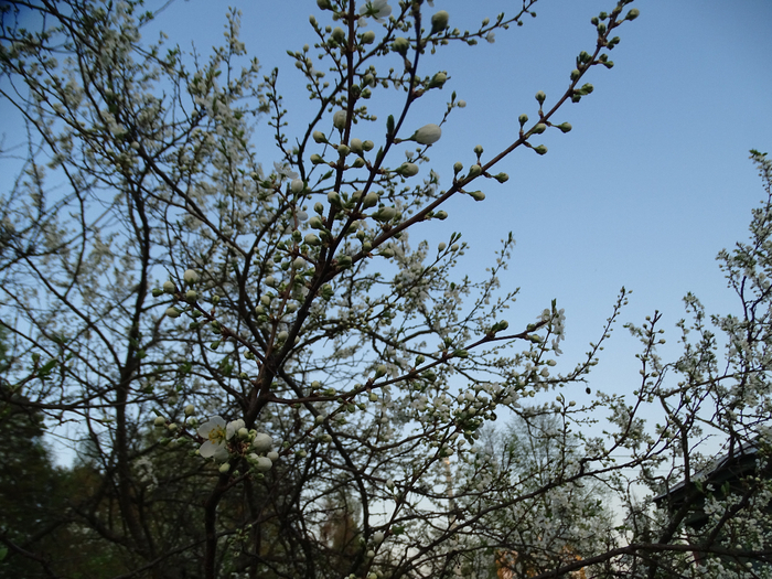 DSC00030 (700x525, 561Kb)