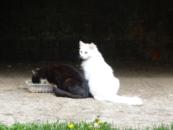 DSC00252 (700x525, 341Kb)