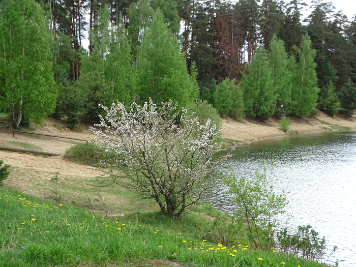 DSC00269 (700x525, 551Kb)