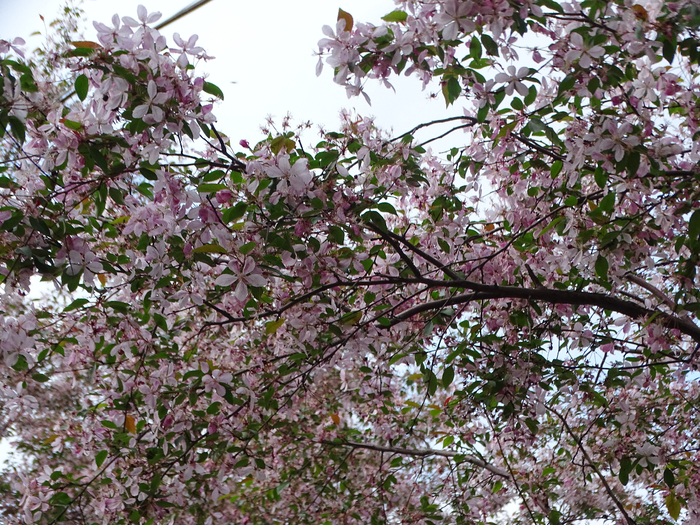 DSC00348 (700x525, 638Kb)
