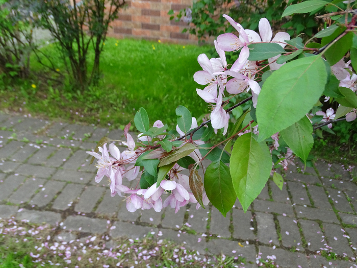 DSC00356 (700x525, 473Kb)