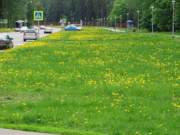 DSC00431 (700x525, 591Kb)