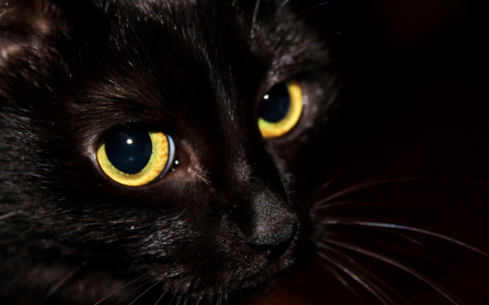 black-cat-eyes-nose-whiskers-Black-Cat-eye-kitten-mammal-vertebrate-close-up-cat-like-mammal-small-to-medium-sized-cats-carnivoran-domestic-short-haired-cat-bombay-617464 (700x437, 221Kb)