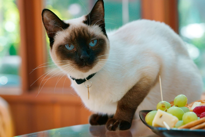 check-out-the-distinct-personality-of-the-snowshoe-siamese-cat-siamese-mix-cats-behavior (700x467, 280Kb)