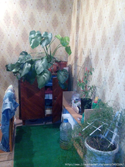 IMG_20161204_185119 (525x700, 324Kb)