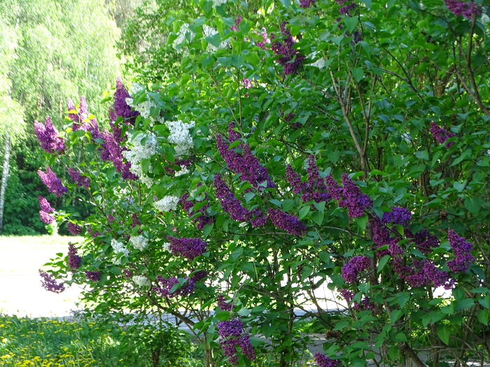 DSC00521 (700x525, 666Kb)