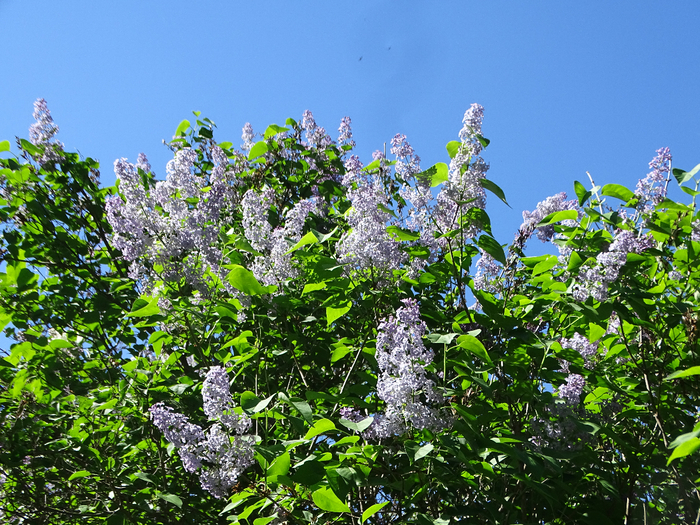 DSC00532 (700x525, 628Kb)